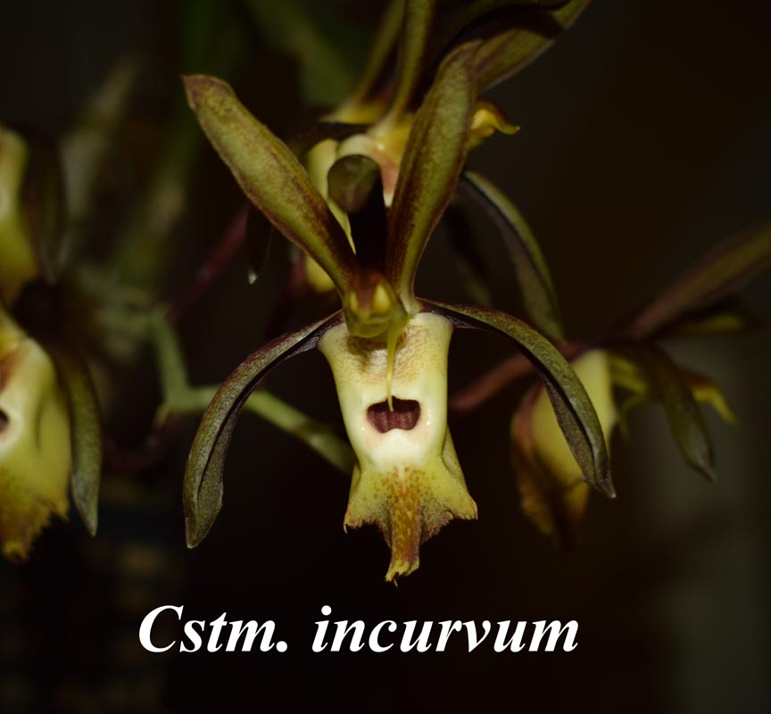 Cstm. incurvum